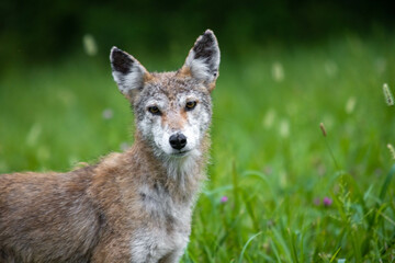 Scruffy Coyote In Green Grass