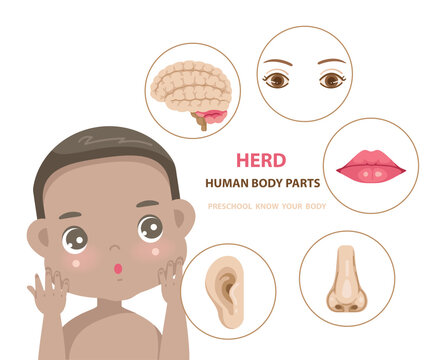 african boy face. head human body parts of preschool boy body anatomy illustration for kid.