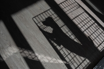 Shadow of a sad dog jack russell terrier in a cage.