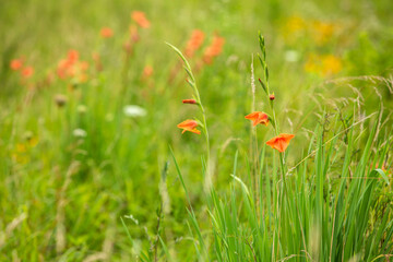 Pretty Orange Gladiolus Wildflowers