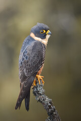 Fototapeta premium Bat Falcon - cauré
