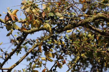detail von einem Obstbaum bei blauen Himmel als hintergrund