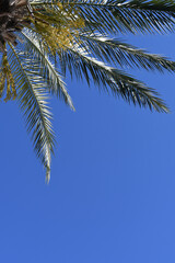 Fototapeta na wymiar Gentle palm tree leaves on the blue cloudless sky background. Copy space. 