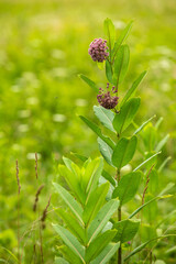 Purple Milkweed Wildflower Plant In Smoky Mountains