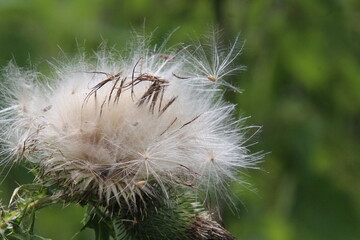 seeds shedding from purple thistles