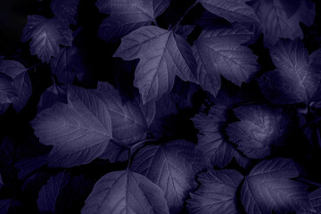 Dark purple violet color leaves background texture