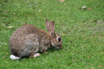 Fototapeta premium wild grey rabbits in the park