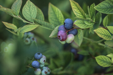 Growing Blue heath berries in summer home garden