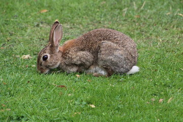 wild grey rabbits in the park