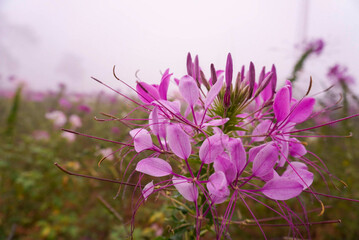 Naklejka premium flowers in the garden