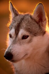 Siberian Husky illuminated by the setting sun