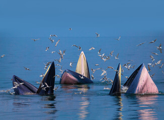 Bryde's whales eating small fish at Thailand tropical sea and have seagulls flying over them.