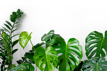 Many plants of the Monstera variety deliciosa or Swiss cheese plant on a white background. - obrazy, fototapety, plakaty