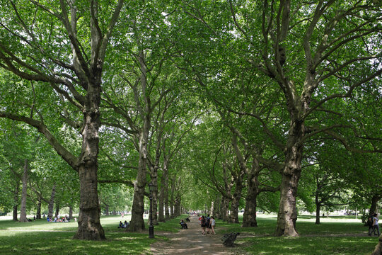 Green Park in London, UK