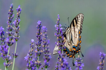 Closeup of a Canada tiger swallowtail butterfly pollinating a lavender flower - Michigan