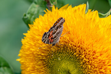 Closeup of a American Lady butterfly pollinating a teddy bear sunflower - Michigan