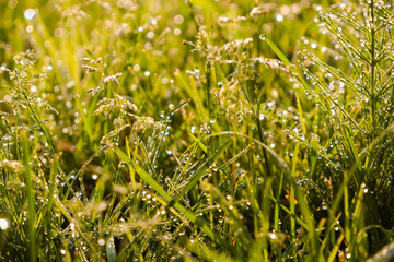Green grass lawn with white clover flowers. The grass is covered with morning dew.