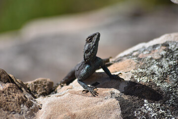 Closeup shot of an exotic black lizard sitting on a rock captured on a sunny day - Powered by Adobe