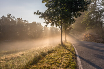 Fototapeta na wymiar Nebel in der Morgensonne 