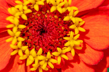 Closeup of a bright orange zinnia flower - Michigan - USA