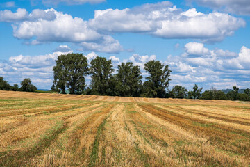 Fototapeta na wymiar View over a harvested grain field near Bretzenheim / Germany to a small group of trees 