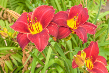 Dark red daylily  in the garden