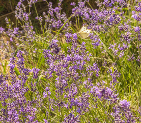 Small Cabbage White butterfly on violet lavender