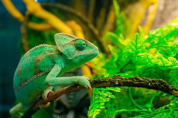 Foto op Plexiglas Closeup shot of a reen chameleon in the terrarium © Alexey Popov/Wirestock