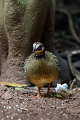 green-legged partridge or scaly-breasted Partridge,beautiful bird in tropicalrain forest