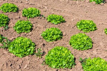 fresh salat plants on the field