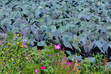 red cabbage and flowers