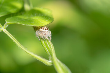 This is a hairy spider species and a part of the jumping spider family.