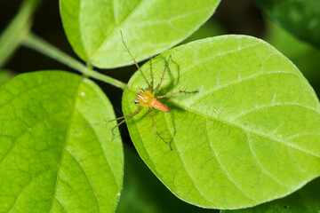 This is a hairy spider species and a part of the jumping spider family.