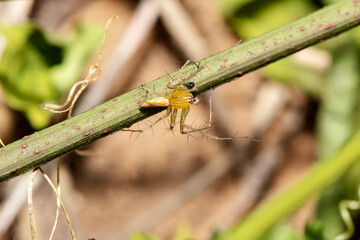 This is a hairy spider species and a part of the jumping spider family.