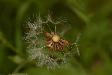 dandelion dry 