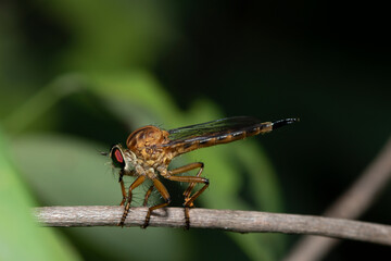 nature macro photography,Rober fly eats Insects hiding in the shadowson brown branches.