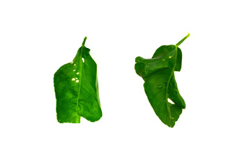 Deficiency of minerals in plant, lack of nitrogen, potassium, Iron deficiency chlorosis, Sick yellow leaf of leaf, isolated on the white background.