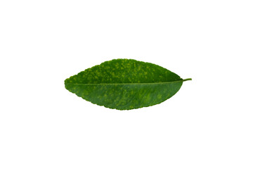 Deficiency of minerals in plant, lack of nitrogen, potassium, Iron deficiency chlorosis, Sick yellow leaf of leaf, isolated on the white background.