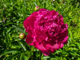 Pink peony flower close up.