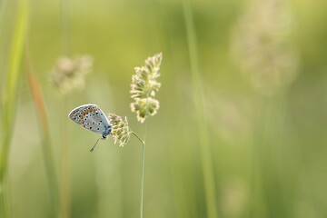 una farfalla un un filo d'erba