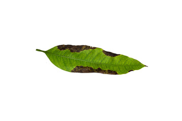 Sick yellow leaf of mango tree.Deficiency of minerals in plant Sick yellow leaf of mango tree....