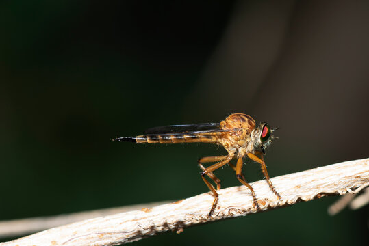 nature macro photography,Rober fly eats Insects hiding in the shadowson brown branches.