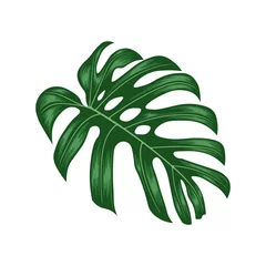 Papier Peint photo Monstera Monstera leaves Hand Drawn Flat Vector, Monstera Deliciosa plant leaf from tropical forests isolated