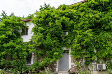 concrete wall is overgrown with green plants. Green creeper plant on grunge old house