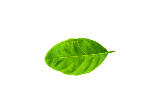 Deficiency of minerals in plant, lack of nitrogen, potassium, Iron deficiency chlorosis, Sick yellow leaf of leaf, isolated on the white background.