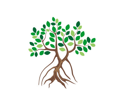 mangrove tree illustration logo