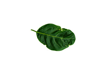 Deficiency of minerals in plant, lack of nitrogen, potassium, Iron deficiency chlorosis, Sick yellow leaf of leaf, isolated on the white background.