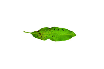 Sick yellow leaf of mango tree.Deficiency of minerals in plant Sick yellow leaf of mango tree. isolated on the white background. 