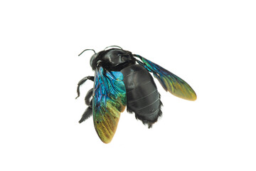 Bumblebee - Xylocopa violacea isolated on white background