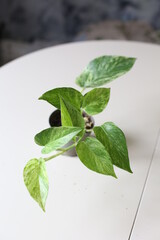 house plant epipremnum marble queen